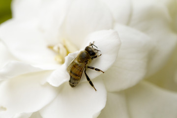Honey Bee on a Gardenia