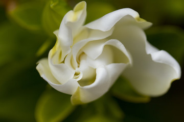 Fototapeta na wymiar Soft Gardenia