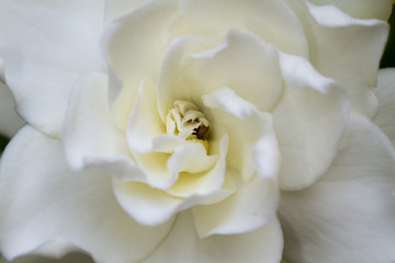 Soft Gardenia