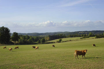 Paysage à Vaches Limousines dans le département du Tarn et Garonne en région Occitanie, France