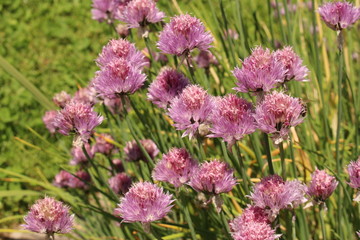 Obraz premium Chives flowers (Allium Schoenoprasum) in Innsbruck