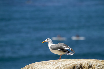 Sea Gull Perched on a Cliff at the Coast