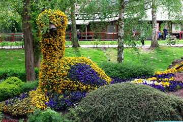 Field of colorful Pansy Flowers in Spring!!!