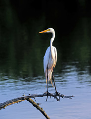 Maryland Great Egret
