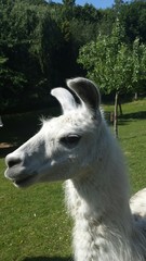 Obraz premium Kopf eines Lamas auf der Weide