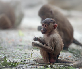Baby Hamadryas baboon sitting with sad expression