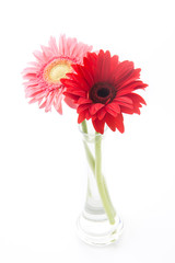 pink and red gerbera