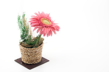 pink gerbera