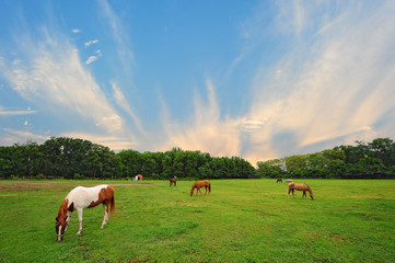 Maryland Horse Ranch at sunset