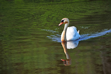 Obraz premium Mute Swan on green water pond near Chesapeake Bay
