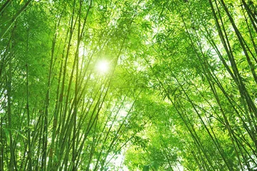 Deurstickers Bamboe Bamboebos en zonlicht