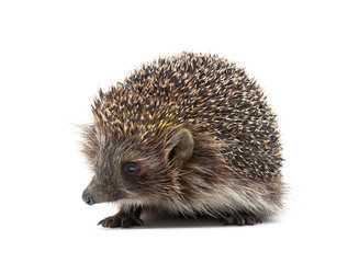 little hedgehog isolated on white background close up