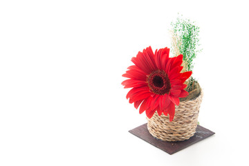 red gerbera