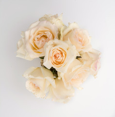 white rose