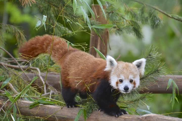 Crédence de cuisine en verre imprimé Panda panda roux