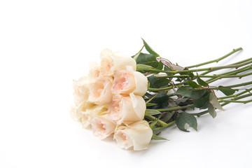 white rose