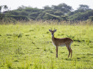 Fototapeta premium A lonely impala at the Murchison Falls National Park in Uganda, Africa