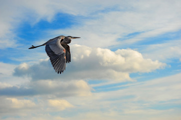 Great Blue heron flying in the clouds
