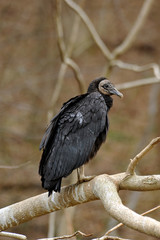 American Black Vulture on tree limb