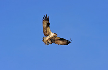 Osprey hovering in blue sky