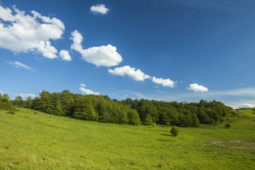 MEADOW WITH TREES