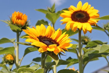 Sonnenblumen