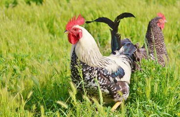 Rooster and chicken in green field