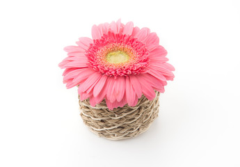 pink gerbera