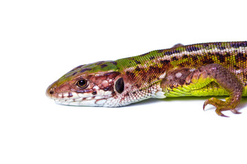 Sand lizard (Lacerta agilis) on white background.