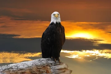 Foto op Plexiglas Arend Alaskan Bald Eagle bij zonsondergang