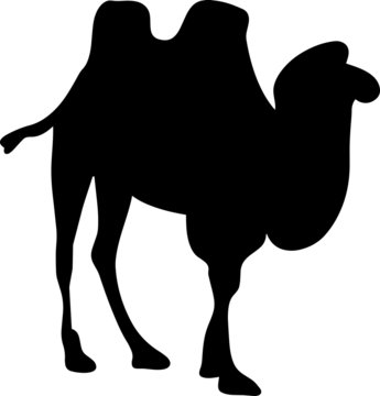 camel silhouette