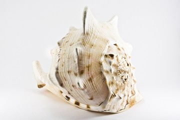 Large seashell