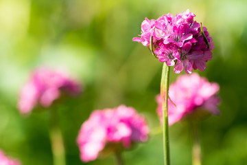 rosa Blüten mit grünem Hintergrund