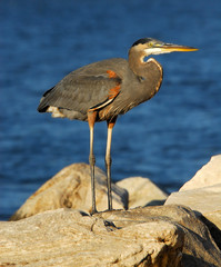 Great Blue Heron on rock