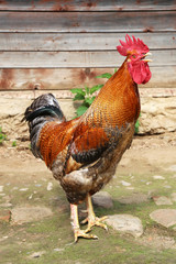 Beautiful Rooster