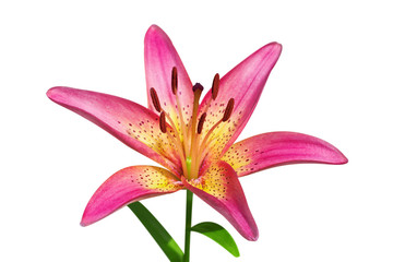 Pink lily on white background