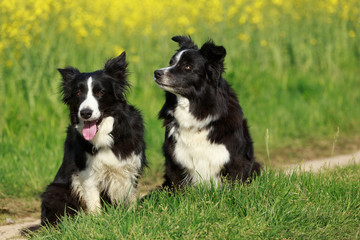 2 Border Collies