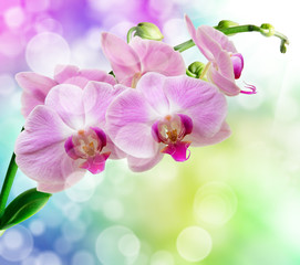 orchid flower