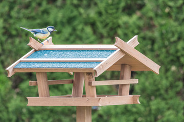 Blaumeise auf Vogelhäuschen