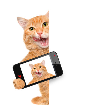 Cat taking a selfie with a smartphone. 