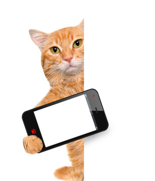 Cat taking a selfie with a smartphone. 