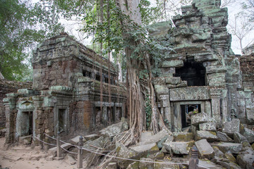 Ta Prohm, Angkor Wat, Kambodscha, Tempel, Siem Reap