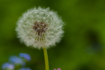 blow ball - Pusteblume, Frühlingsstrauß selbstgepflückt, Fond, Hintergrund