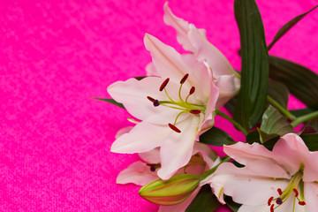 birthday flowers - pink - Geburtstagsblumen, Fond, Hintergrund