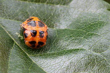 Ladybug