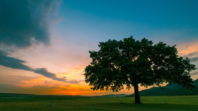 Time lapse near an old oak at sunset