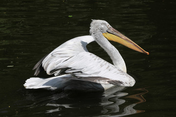Dalmatian pelican (Pelecanus crispus)