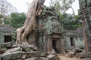 Fototapeta na wymiar Ta Prohm, Angkor Wat, Kambodscha, Tempel, Siem Reap