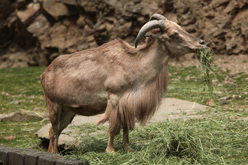 Barbary sheep (Ammotragus lervia)