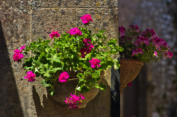 Flowerpot with magenta flowers on building wall at Erice,Sicily